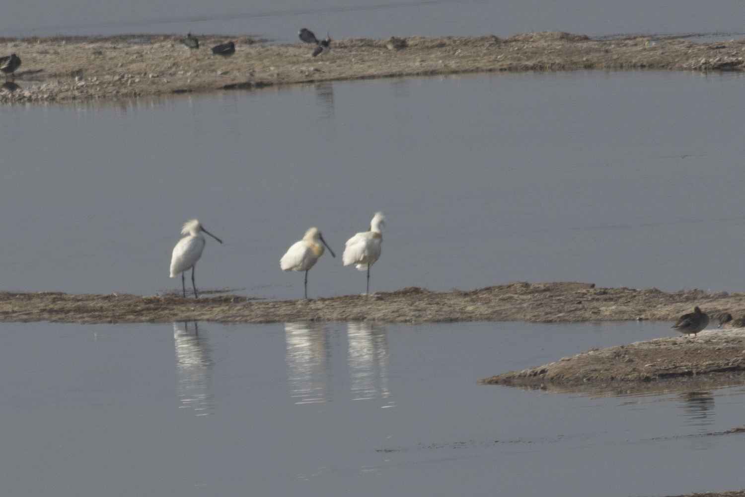 Eurasian Spoonbill